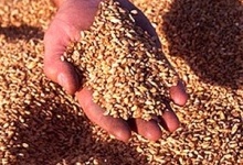 На Хмельниччині найдешевша пшениця