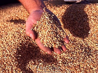 На Хмельниччині найдешевша пшениця