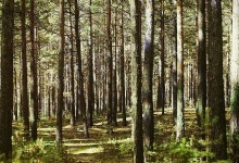 Прокуратура повернула 5 гектарів лісу державі