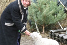 З діда-прадіда у Височному масово розводять овець