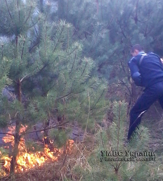 На Волині ліс від пожежі врятували дільничні міліціонери