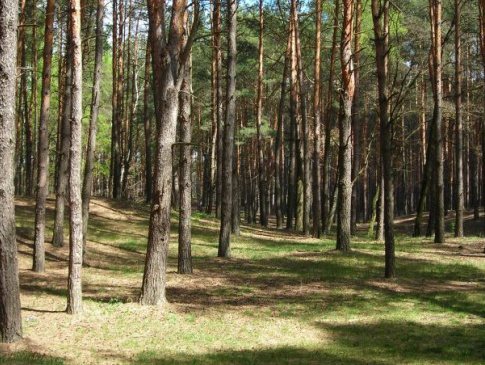 На Волині охоронці лісу дозволили селянам рубати державний ліс