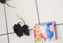 У супермаркеті Львова випустили... півсотні мишей! Бо власники «забули» промаркувати російські товари