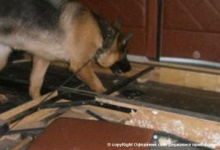 На Львівщині прикордонний пес виявив 257 кілограмів гашишу