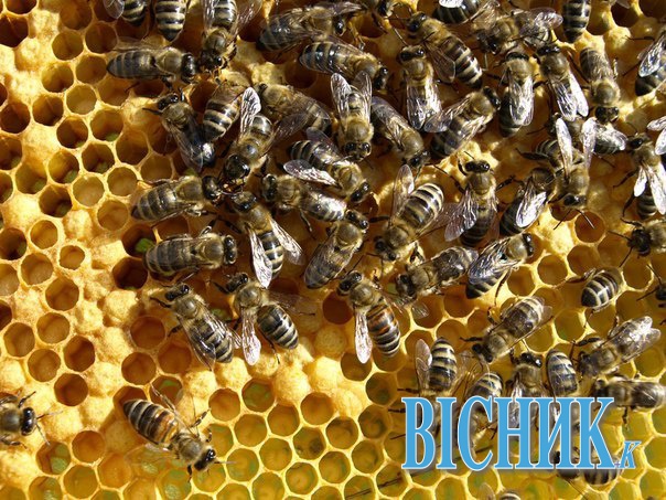 Житомирським бджолам виділили 330 тисяч гривень