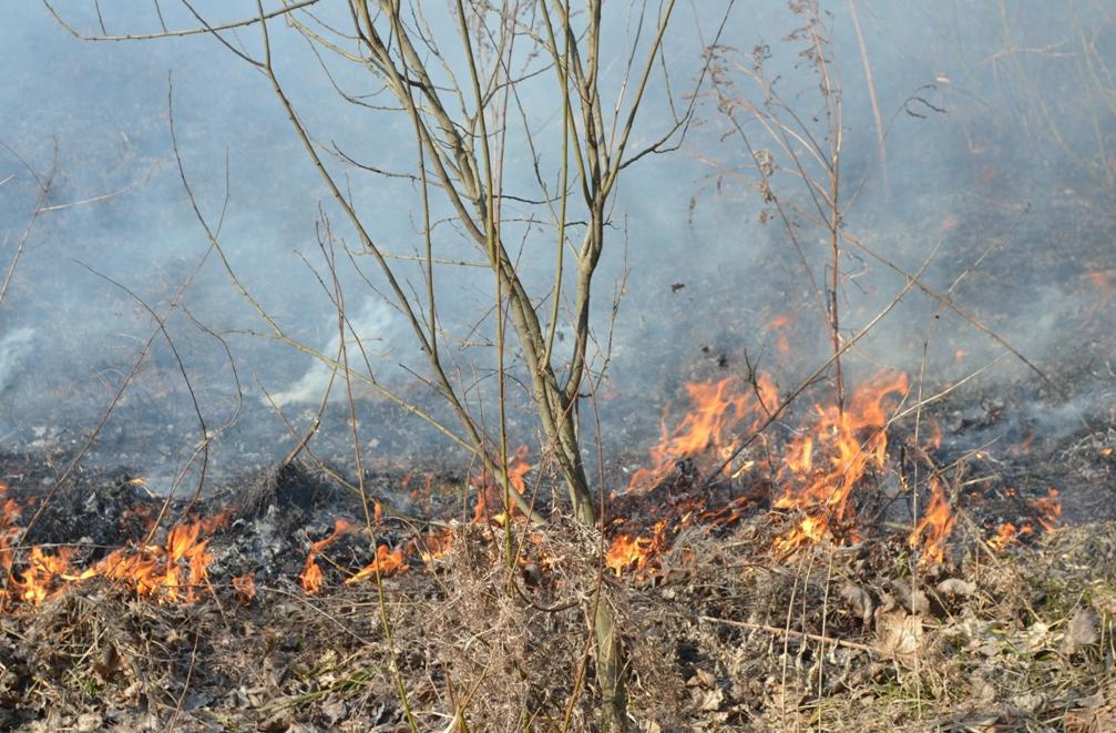 На Волині хтось запалив суху траву — пожежу довелося гасити дві години