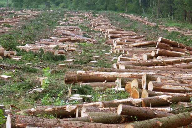 На Волині виявили незаконну рубку деревини на 500 тисяч гривень