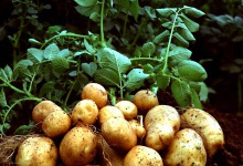 Добуває енергію з картоплі