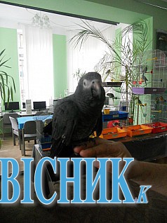 Сорокарічний папуга в Україну потрапив нелегально
