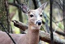 На Волині шукають браконьєрів, які застрелили оленицю