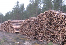 Волинські лісівники відправили найбільше деревини на потреби АТО