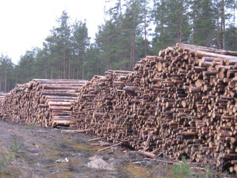 Волинські лісівники відправили найбільше деревини на потреби АТО