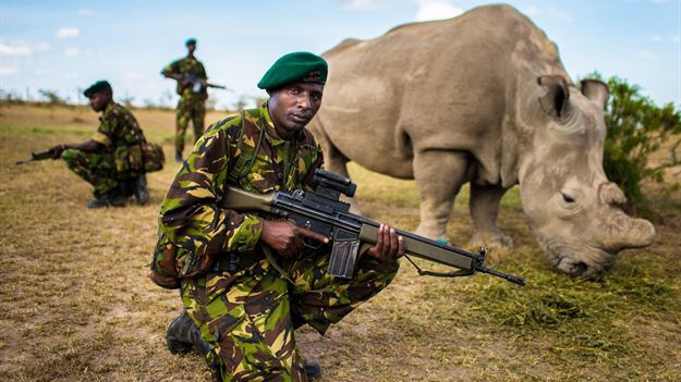 До останнього у світі самця білого носорога приставили цілодобову озброєну охорону