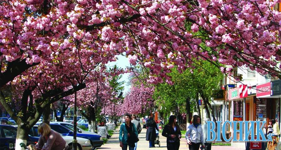 Шахраї дурять туристів, які вирушають помилуватися цвітом сакур в Ужгороді