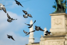 У Львові заборонять туристам підгодовувати голубів?