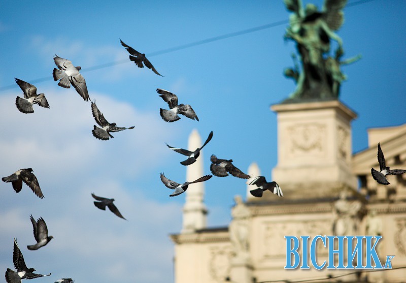 У Львові заборонять туристам підгодовувати голубів?