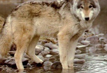 Вовки нападають на домашніх собак, що сидять на прив’язі біля будинків