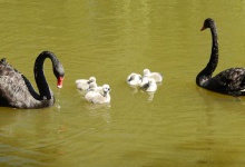 У Луцькому зоопарку дали потомство чорні лебеді