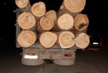 Співробітники ДАІ «накрили» вантажівки з нелегальною деревиною
