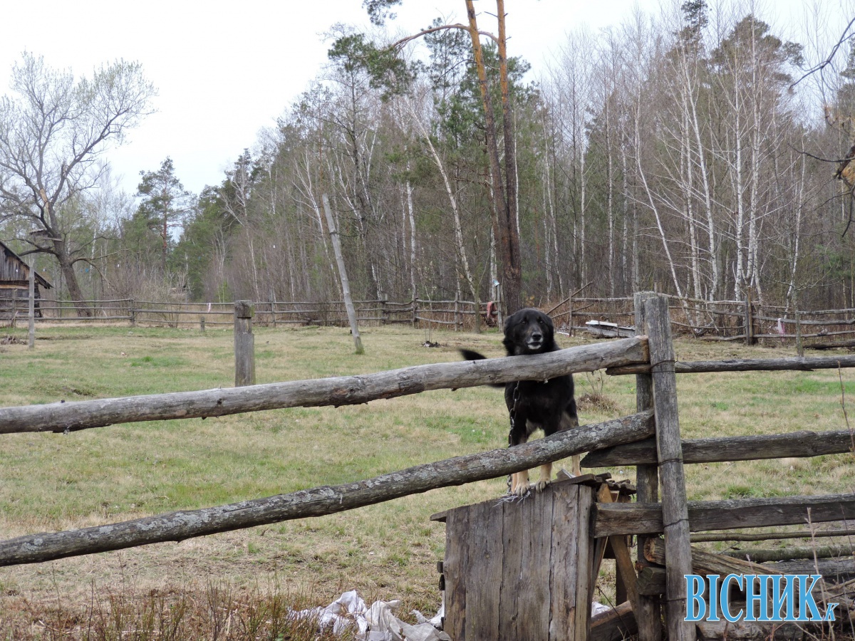 Хата в Україні, а собака Жучка — в Білорусі