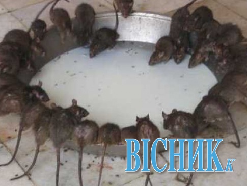 В ужгородському супермаркеті хазяйнують щурі