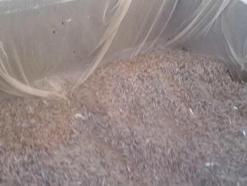 На Херсонщині охоронець природи незаконно виловив 350 кілограмів креветок