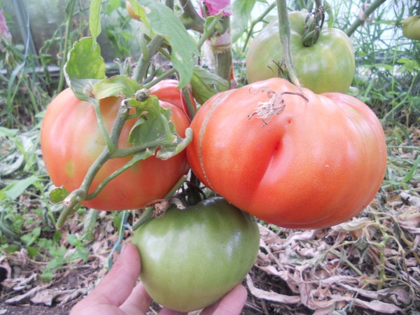 У Челябінській області вивели помідор «Вова Путін»