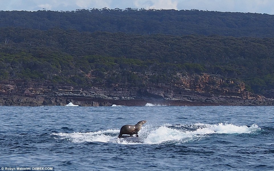 В Австралії тюлень прокатався на киті