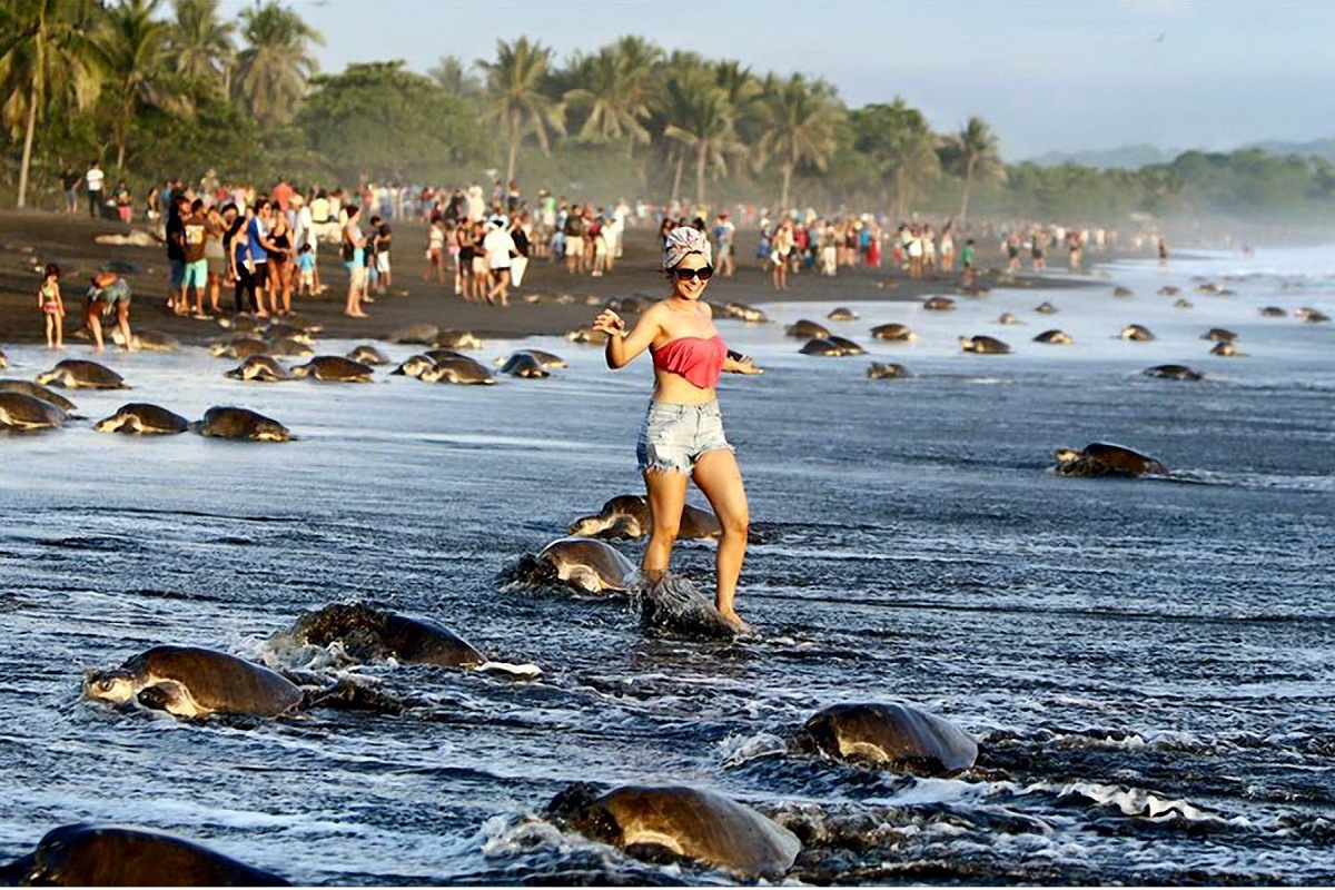 Натовпи туристів на узбережжі Коста-Рики не дають черепахам відкласти яйця