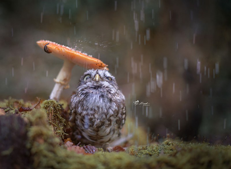 Фото сови, яка заховалася від дощу під грибом, підірвало Інтернет
