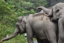 Замість утікати від роздратованих його мотоциклом слонів, таїландець почав просити у них вибачення
