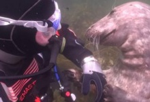 Тюлень просить дайвера почесати йому животика