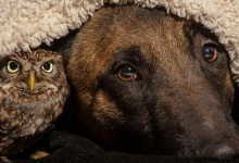 Неймовірна дружба між собакою та совою