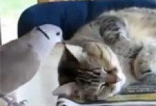 Голубка залицяється до кота, а він її ніжно «погладжує» кігтиками