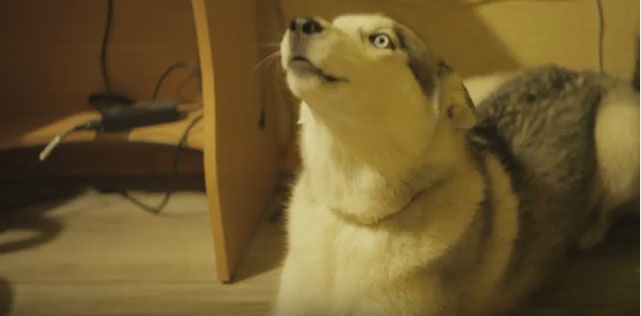 Собака намагається виправдатися перед господаркою — неймовірне тепле відео