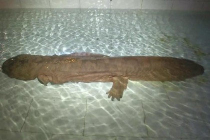 У Китаї виявили 200-річну саламандру