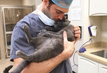 «Найгарячіший» ветеринарний лікар живе в Каліфорнії