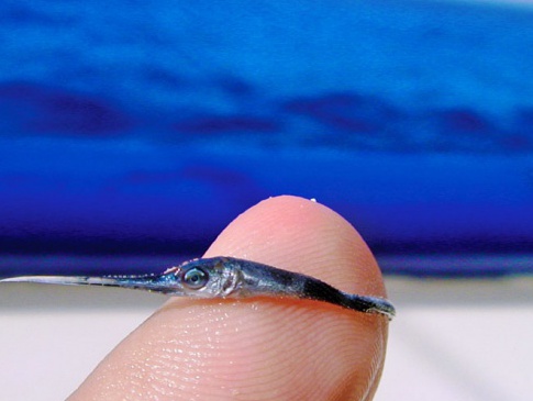 Морський біолог показав, як виглядає мальок меч-риби