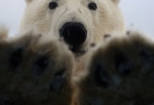 Полярний ведмідь влаштував фотографу облогу