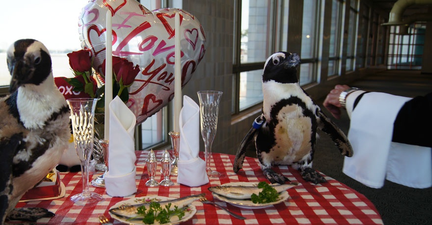 У Штатах закохані пінгвіни відзначили «мідне весілля»