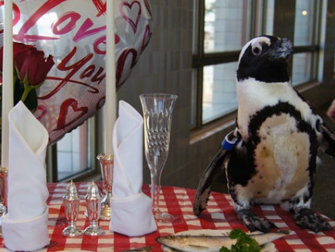 У Штатах закохані пінгвіни відзначили «мідне весілля»