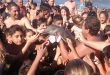 В Аргентині пляжники «заселфили» дельфіня до смерті