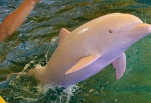 Дельфін-альбінос, коли сердиться, стає... рожевим