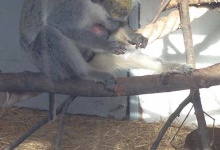 У зелених мавп із Луцького зоопарку народилося дитинча