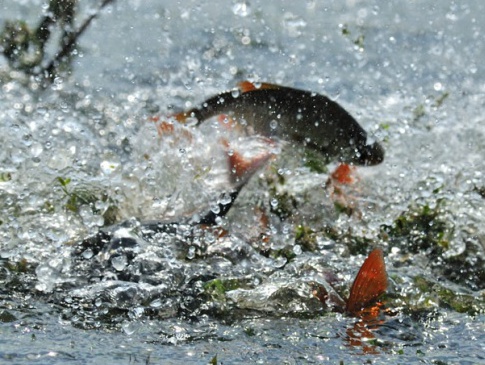 Волинські екологи попереджають про заборону риболовлі під час нересту (терміни, розмір штрафів)