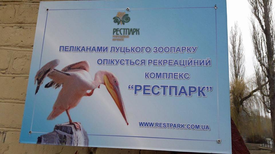 Меценати взяли під опіку пеліканів Луцького зоопарку