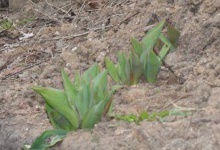 На окопах 14 бригади ростуть тюльпани