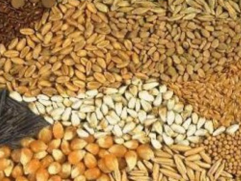 «Волинь-Зерно-Продукт» цього річ офіційно відкриє завод з виробництва насіння