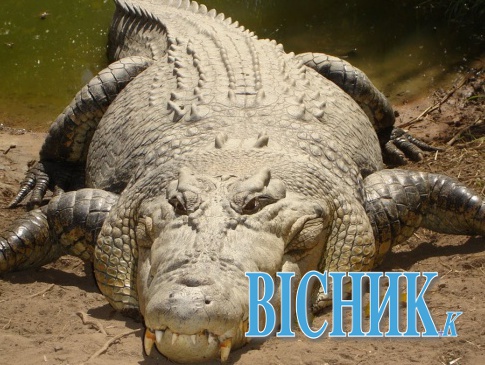 Американець вполював 360-кілограмового крокодила