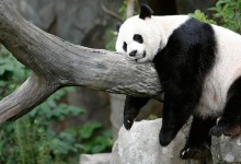 У Китаї на 13 років за грати кинули чоловіка через убивство... панди